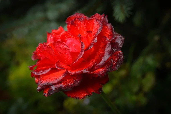 Velvet Rose After Rain — Stock Photo, Image