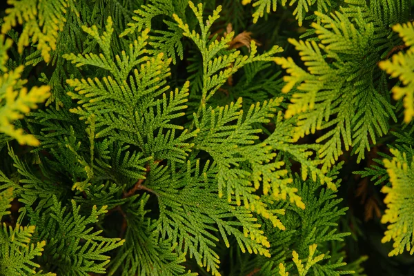 Yellow Green arborvitae — Stock Photo, Image