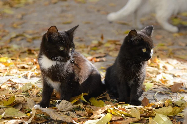 두 개의 검은 고양이 — 스톡 사진
