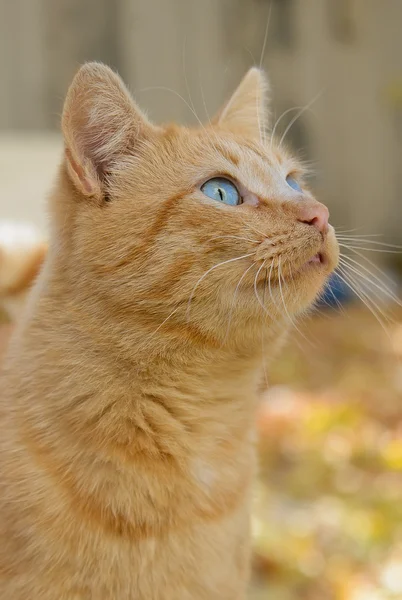 Schöne blauäugige rote Katze — Stockfoto