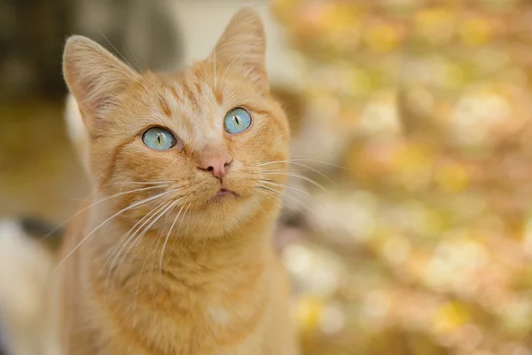 Hermoso gato rojo de ojos azules — Foto de Stock