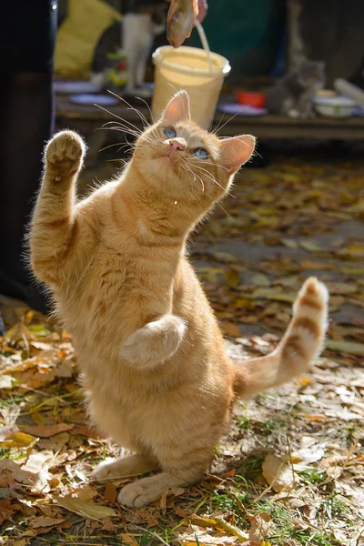 Red cat plays with a fish — Stock Photo, Image