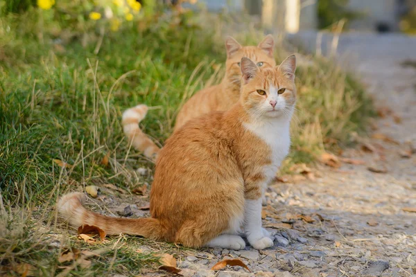 Twee mooie rode kat — Stockfoto