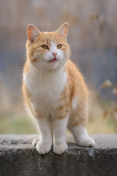 Красная кошка стоит на камне — стоковое фото