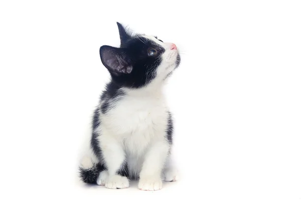 İzole siyah beyaz yavru kedi, kedi — Stok fotoğraf