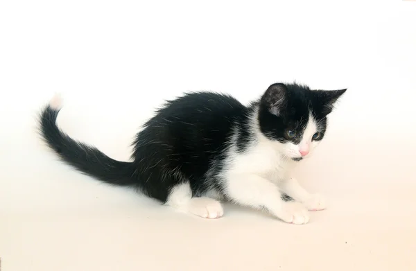 Elszigetelt fekete-fehér cica, macska — Stock Fotó