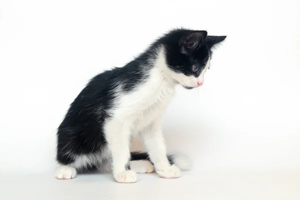 Gatito blanco y negro aislado, gato — Foto de Stock