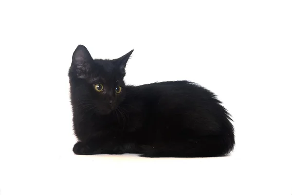 Chaton noir isolé — Photo