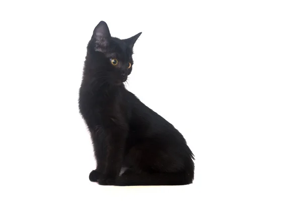 Negro gatito aislado — Foto de Stock