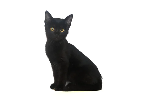 Czarny kotek na białym tle — Zdjęcie stockowe