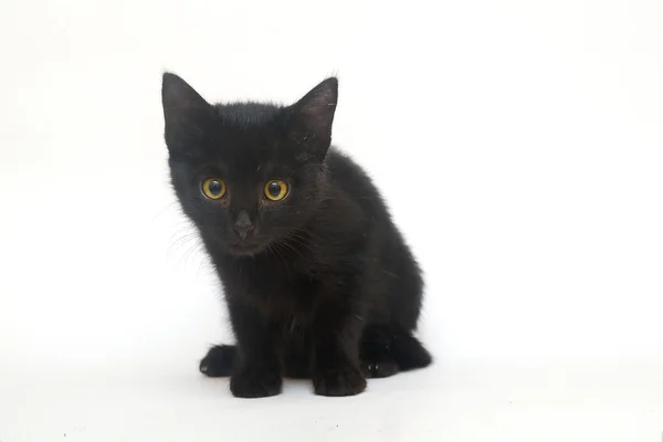 Izole siyah yavru kedi — Stok fotoğraf