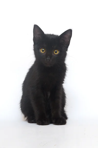 Negro gatito aislado — Foto de Stock