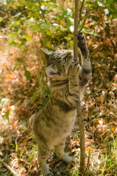 Tabby Kitty Katze spielt in den Blättern vor der Tür — Stockfoto