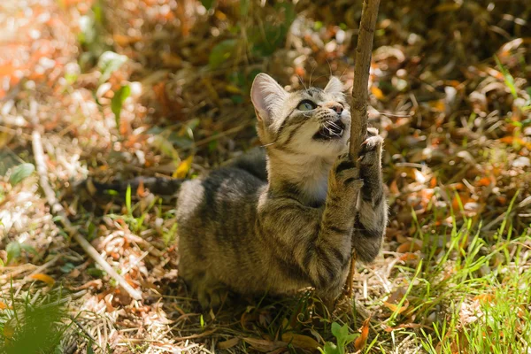 Tabby gatinho gato brincando nas folhas para fora da porta — Fotografia de Stock