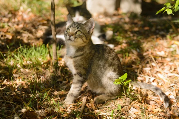 Tabby gatinho sentado nas folhas para fora da porta — Fotografia de Stock