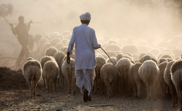 Shepard in Jaisalmer, India — Stock Photo, Image