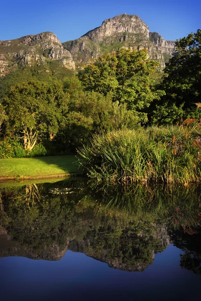 Pond in Kirstenbosch Botanical Garden — Stock Photo, Image