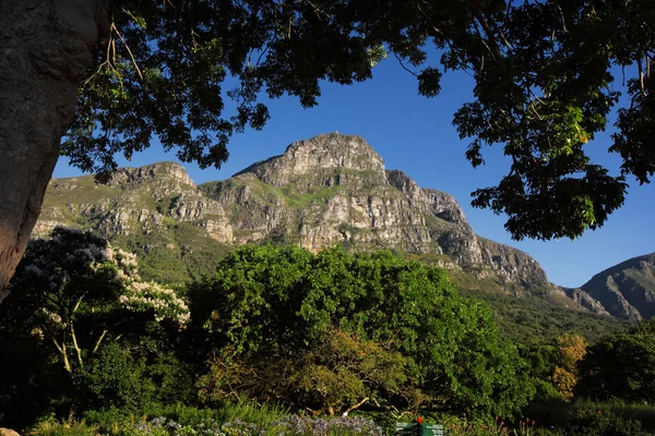 Pond in Kirstenbosch Botanical Garden — Stock Photo, Image