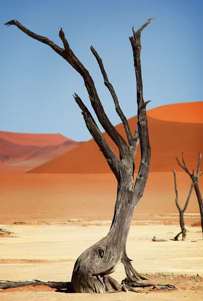 Dead tree — Stock Photo, Image