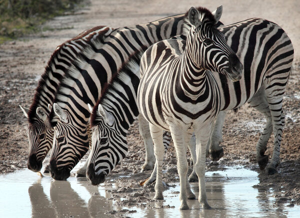 Group of zebras in Etosha National Park