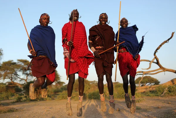 Unidentified jumping Maasai warriors — Stock Photo, Image