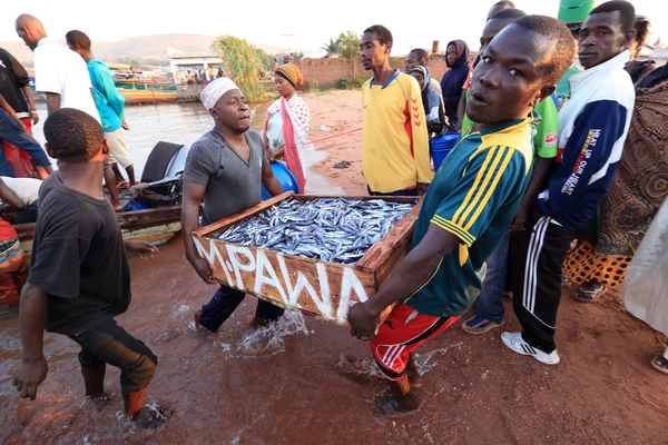 Fishermen carrying and trading fish — Stok fotoğraf