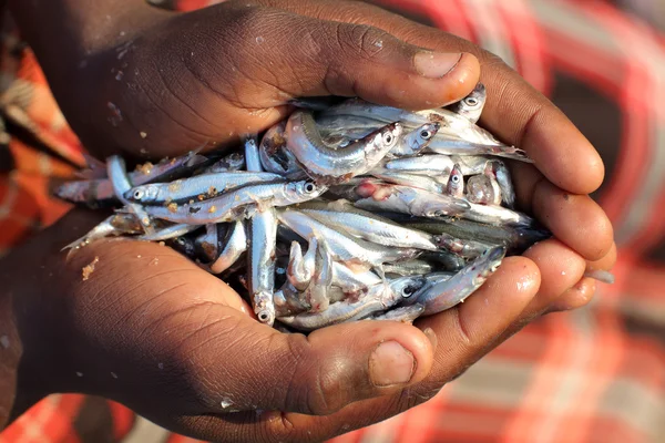 Ragazzo con piccolo pesce in mano, Lago Malawi — Foto Stock