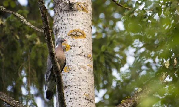 Wood pigeon sitting on a branch — Stock Photo, Image