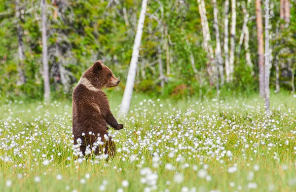 Urso Pardo Europeu Jovem Ursus Arctos Pântano Nordeste Finlândia Final — Fotografia de Stock