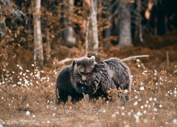 Een Jonge Bruine Beer Knuffelt Troost Een Andere Beer Aan — Stockfoto