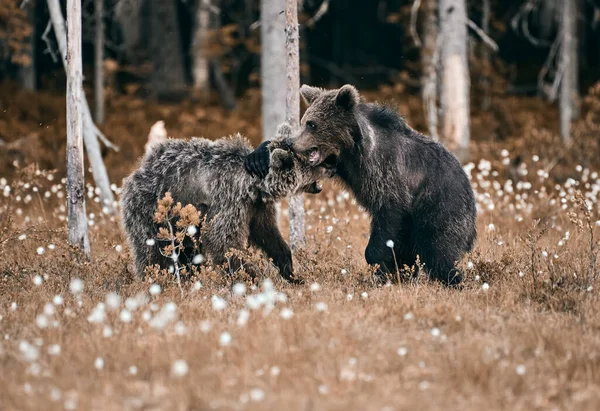 Молодий Бурий Ведмідь Виходить Пари Відпочиває Проти Іншого Ведмедя Краю — стокове фото