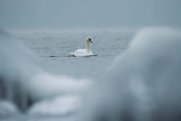 Lonely Swan Swimming Ice Cold Water Baltic Sea Helsinki Finland — Stock Photo, Image