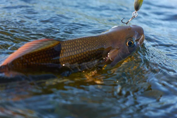 Grayling Capturado Enganchado Desde Río Ártico Por Pescador Laponia Suecia — Foto de Stock