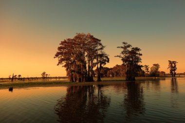 Louisiana bayou ve servi ağaçları