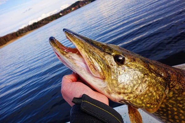 Ręka trzyma duże szczupaki w fińskiej jezioro Obrazy Stockowe bez tantiem