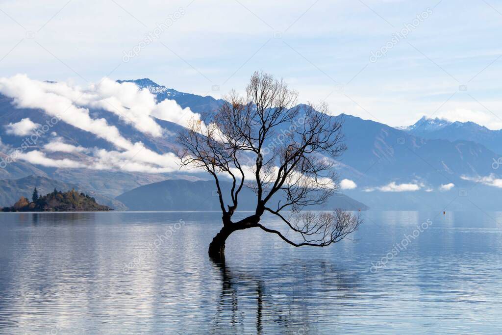 Special and awesome tree inside the lake in Wanaka - New Zealand