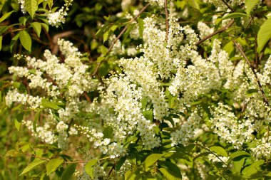 Beyaz çiçekli leylak