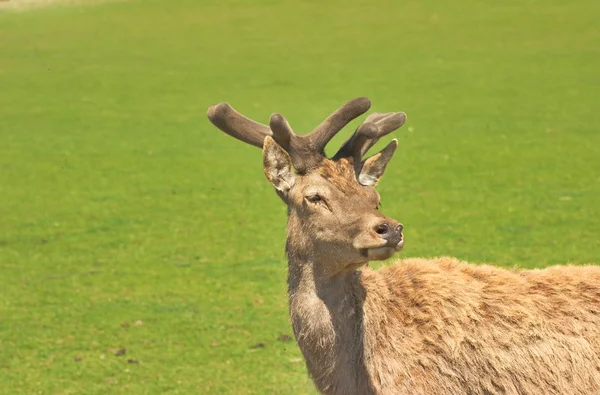 Deer in the preserve forest — Stock Photo, Image