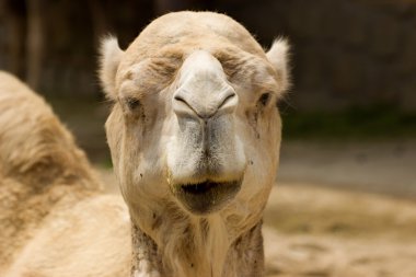 Hayvanat Bahçesi'nde Afrika deve portresi