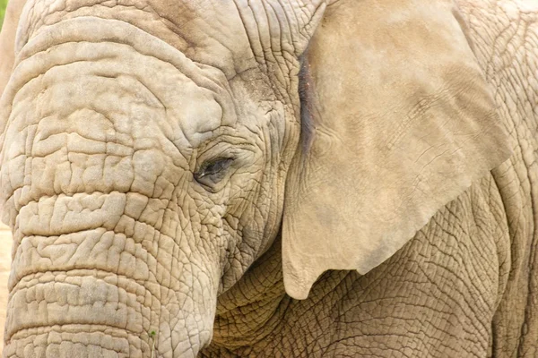 yakın mesafeden fil