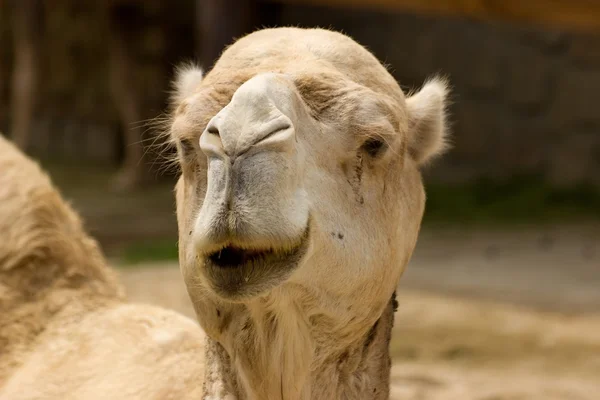 非洲的骆驼在动物园里的肖像 — 图库照片