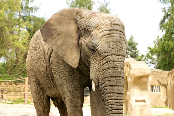 Hayvanat bahçesindeki fil.
