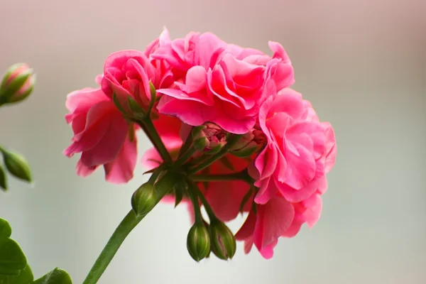 pembe çiçek ıtır