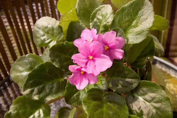 Balkonda Afrika Menekşe