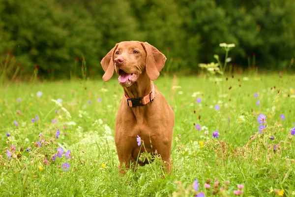 O vizsla húngaro — Fotografia de Stock