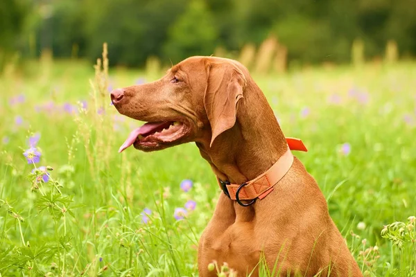 macarca vizsla