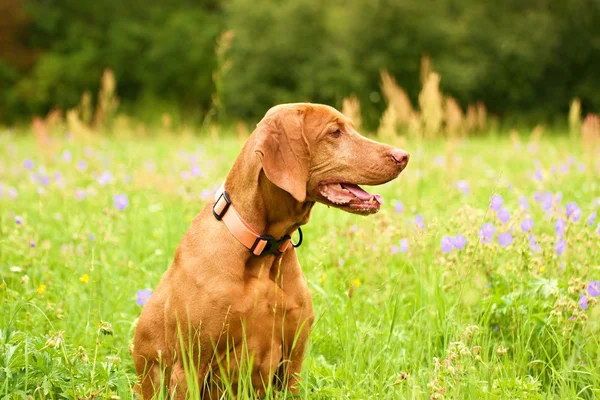 A magyar vizsla — Stock Fotó