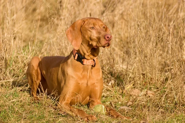 Maďarská vizsla Stock Obrázky