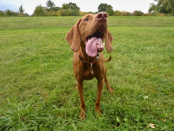 O vizsla húngaro — Fotografia de Stock