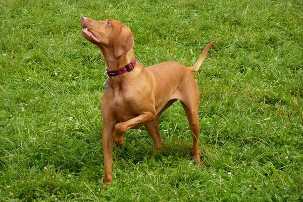 macarca vizsla